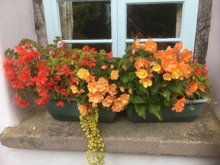 window boxes